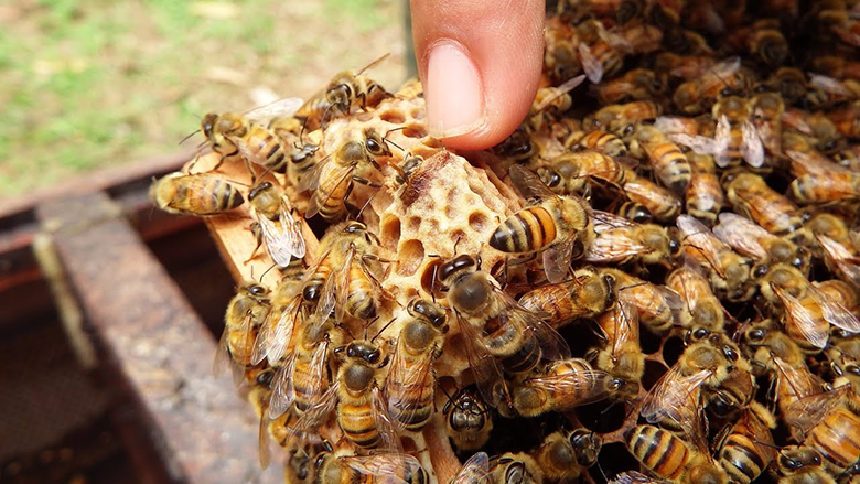 วิธีเลี้ยงผึ้งโพรงไทยสำหรับมือใหม่ 