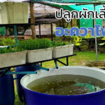ระบบอควาโปนิกส์ (Aquaponic)