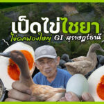 เป็ดไข่ไชยา