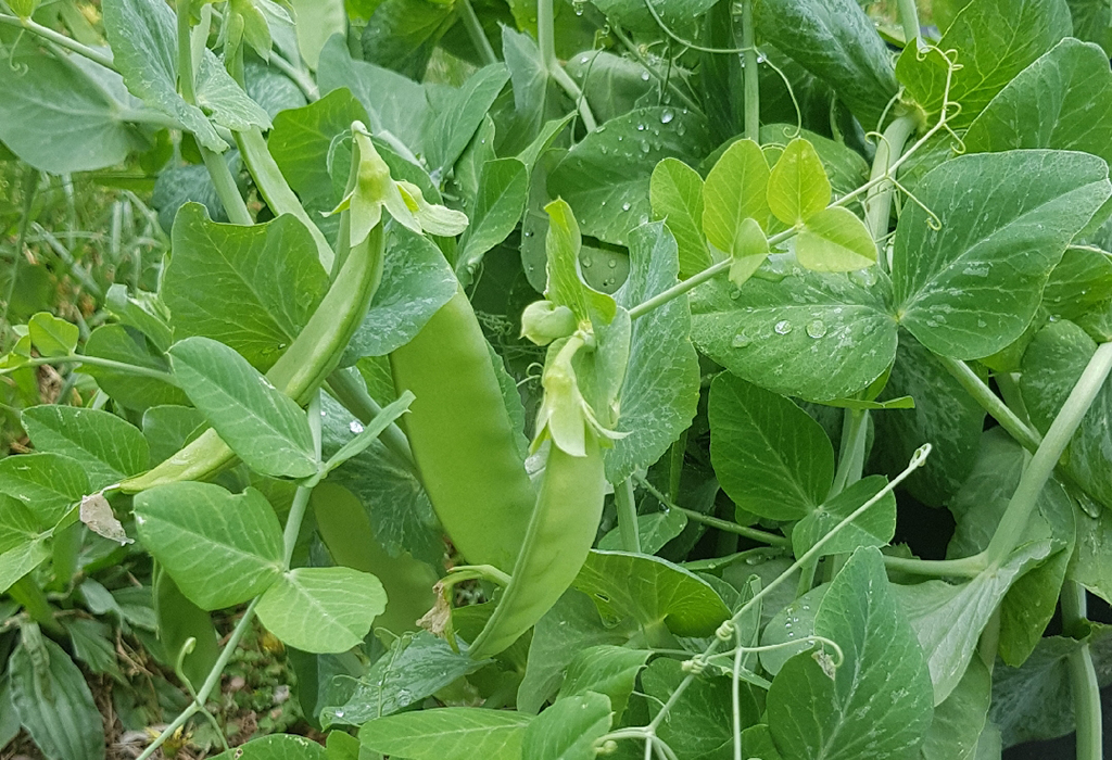 ถั่วแปบ