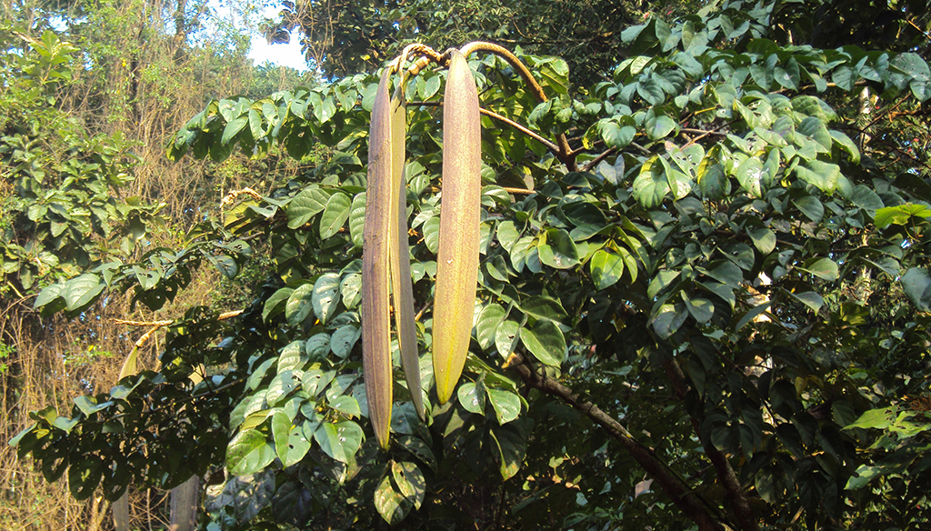 เพกา (Oroxylum indicum)