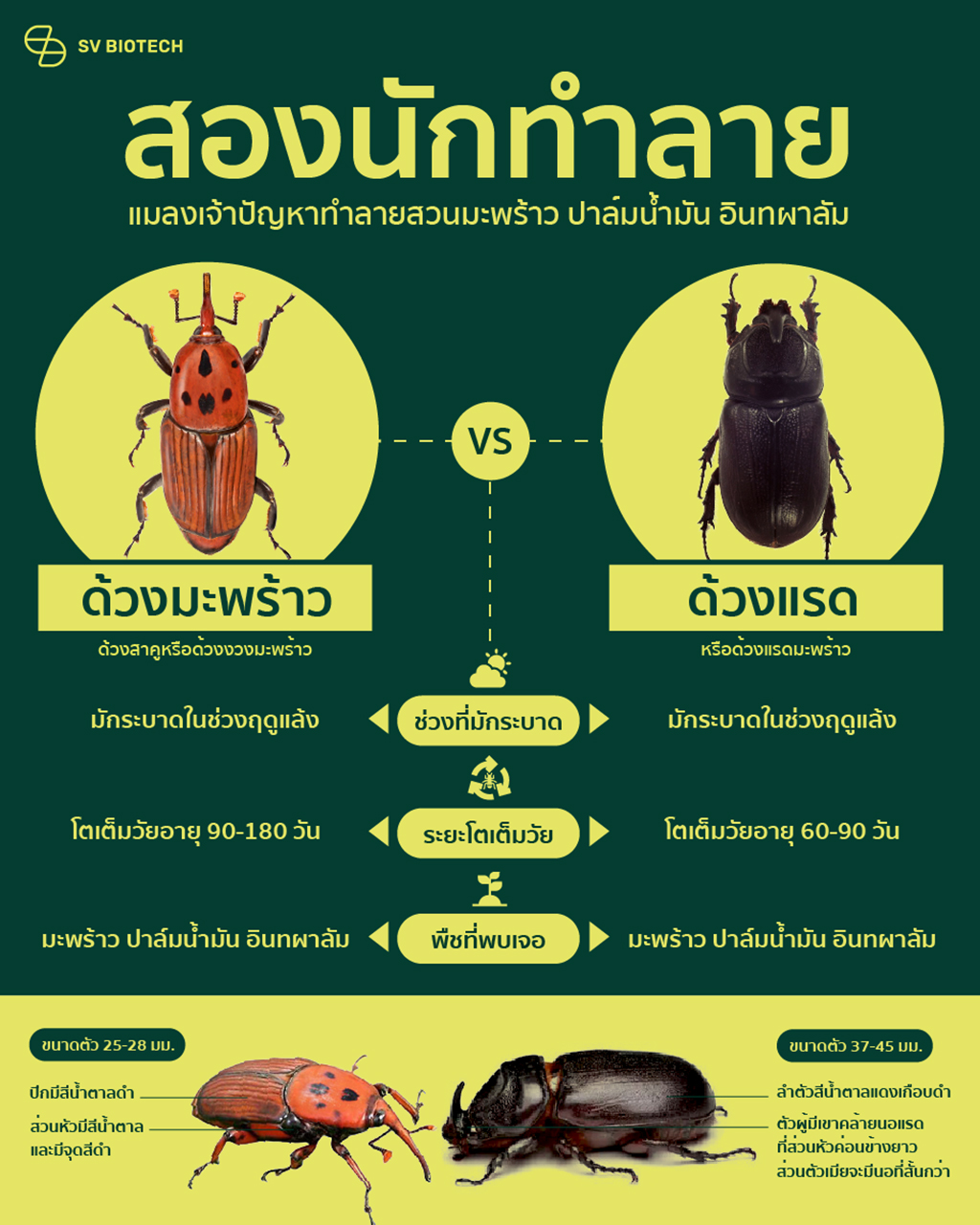 ด้วงมะพร้าวและด้วงแรด