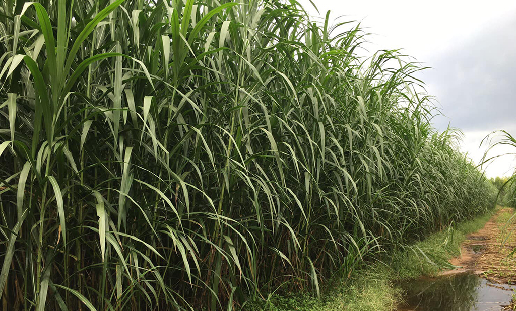 ปลูกหญ้าเนเปียร์ปากช่อง 1