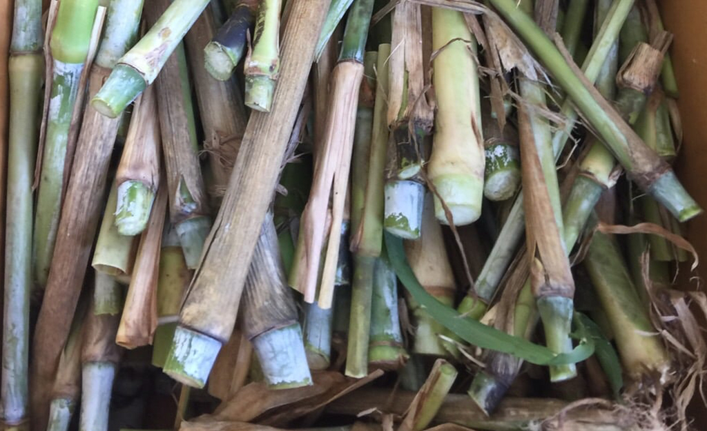 ปลูกหญ้าเนเปียร์ปากช่อง 1