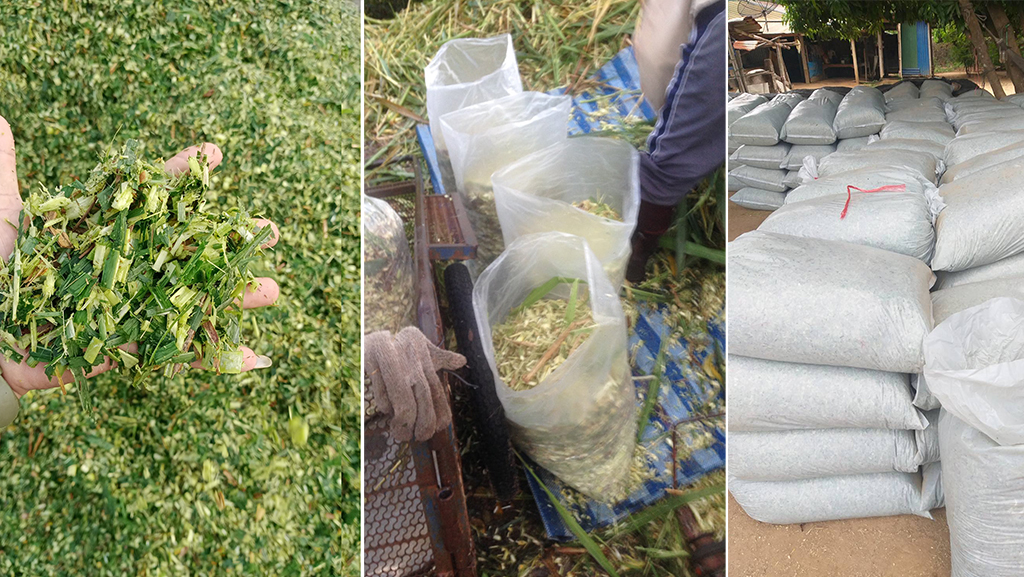 ปลูกหญ้าเนเปียร์ปากช่อง 1