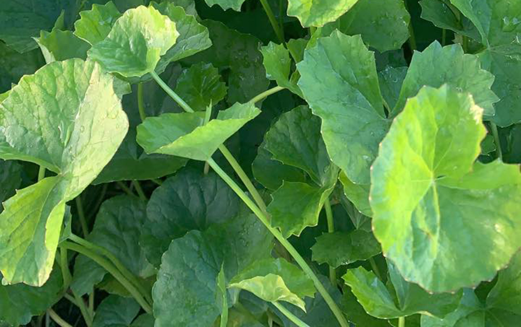 สมุนไพรใบบัวบก