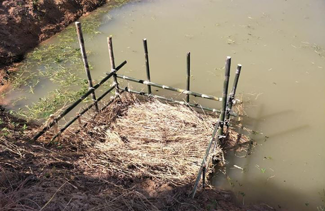 สูตรอาหารปลาดุกแบบลดต้นทุน