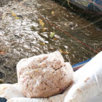 สูตรอาหารปลาดุกแบบลดต้นทุน