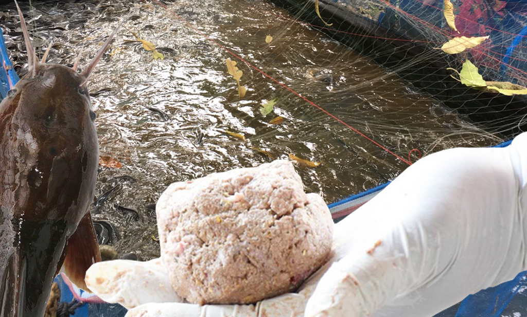 สูตรอาหารปลาดุกแบบลดต้นทุน