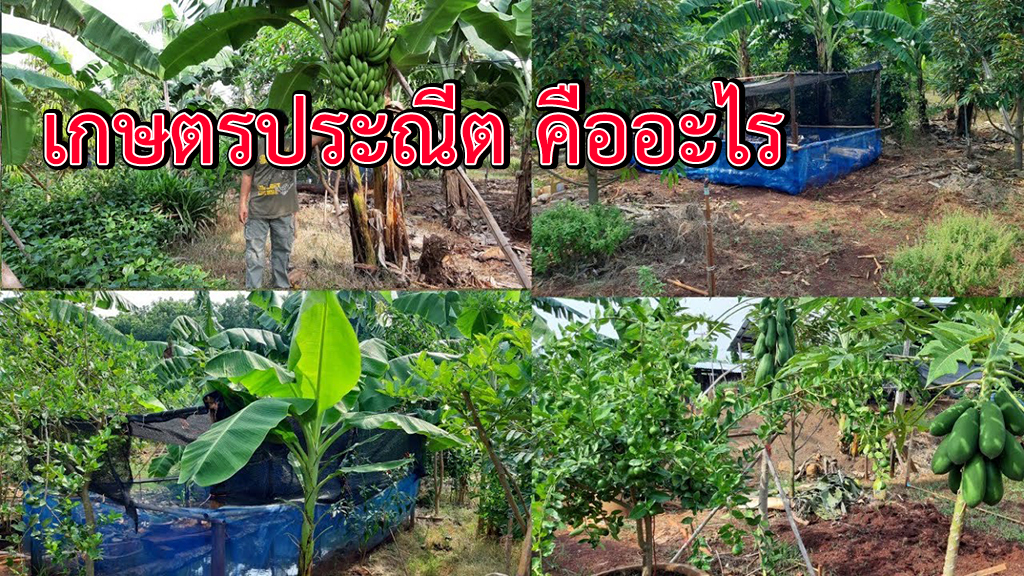 เกษตรประณีต