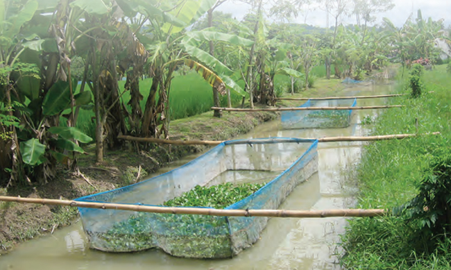 ไร่นาสวนผสม