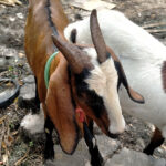 เตรียมความพร้อมก่อนเริ่มเลี้ยงแพะสำหรับมือใหม่