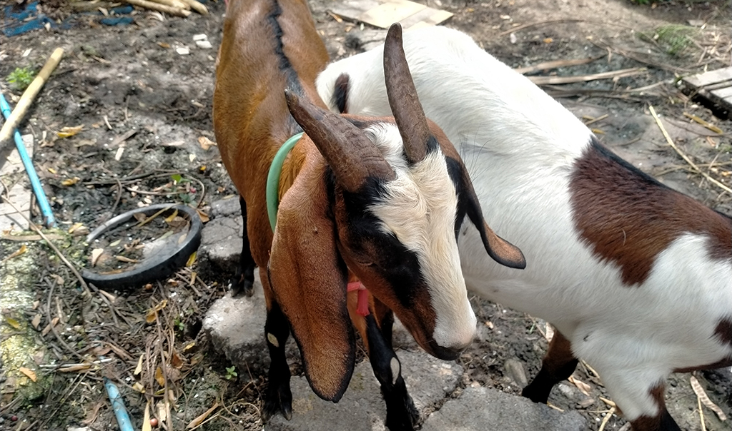 เตรียมความพร้อมก่อนเริ่มเลี้ยงแพะสำหรับมือใหม่