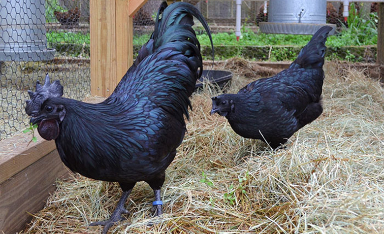 ไก่ดำภูพาน