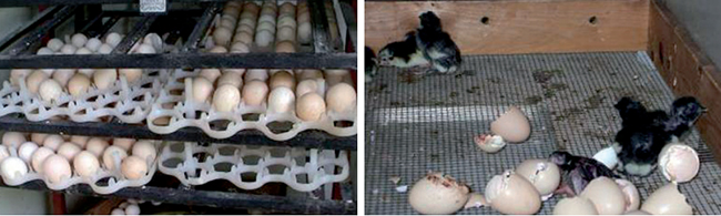 ไก่ดำภูพาน