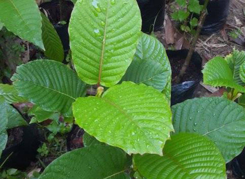 พืชกระท่อม