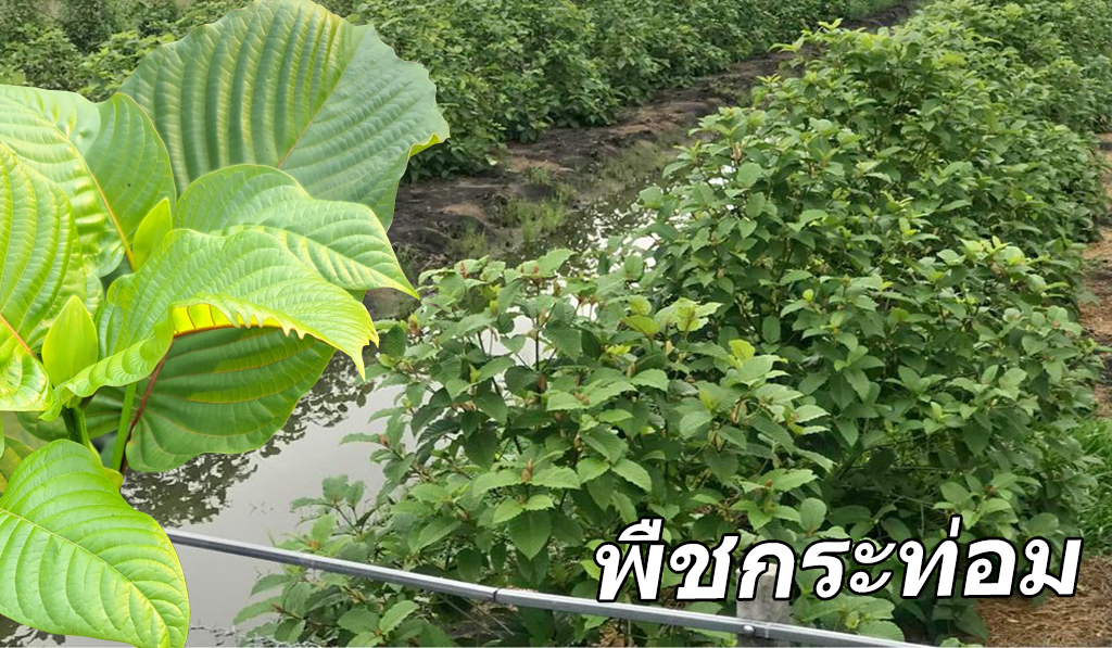 พืชกระท่อม