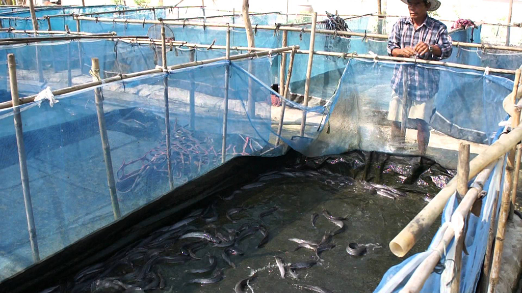 การเลี้ยงปลาดุกในบ่อพลาสติก