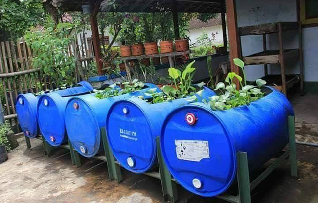 เลี้ยงปลาไหลนา