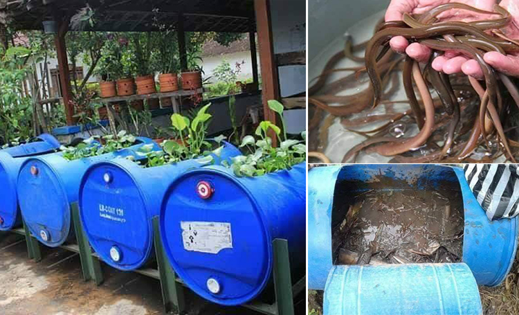 เลี้ยงปลาไหลนา