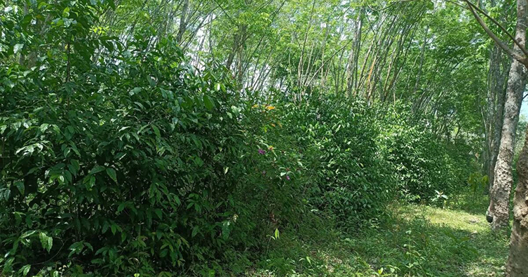 ปลูกต้นเหลียงแซมสวนยาง