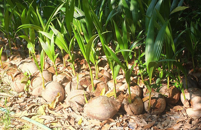 การปลูกมะพร้าวน้ำหอม