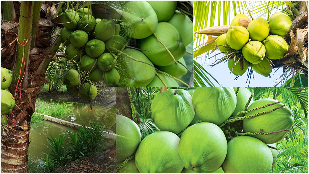 การปลูกมะพร้าวน้ำหอม