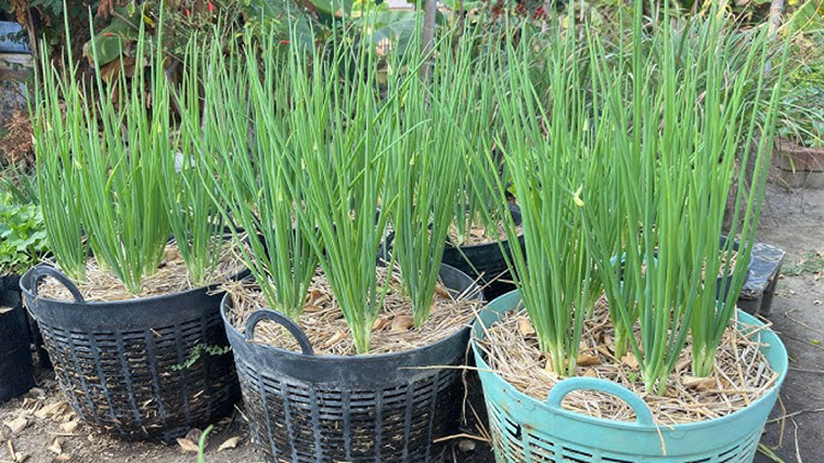 ปลูกต้นหอมในกระถาง