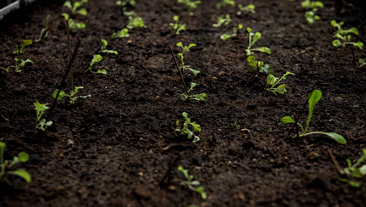 สูตรปุ๋ยไส้เดือน