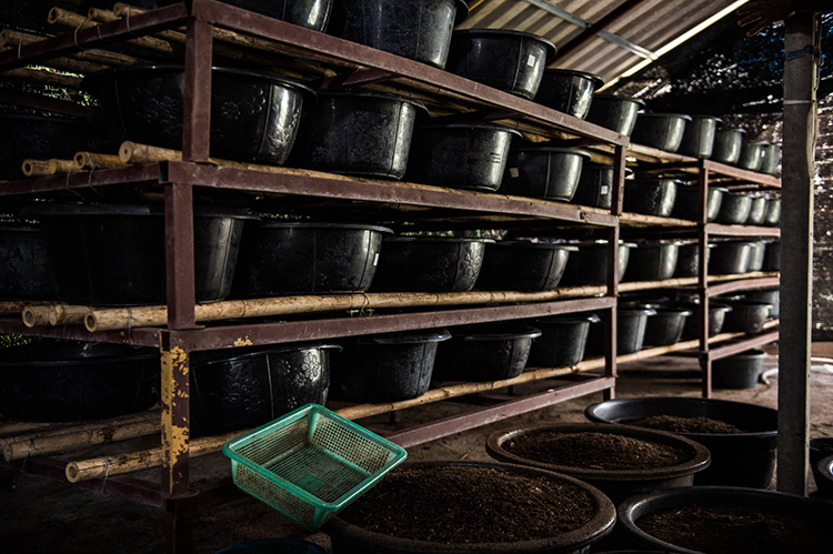 เลี้ยงไส้เดือนดินในกะละมัง