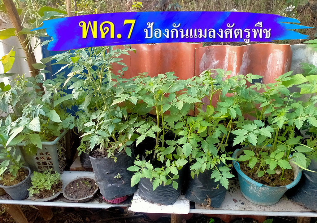 ควบคุมป้องกันแมลงศัตรูพืช โดยใช้สารเร่งซุปเปอร์ พด. 7 - Withikaset.com