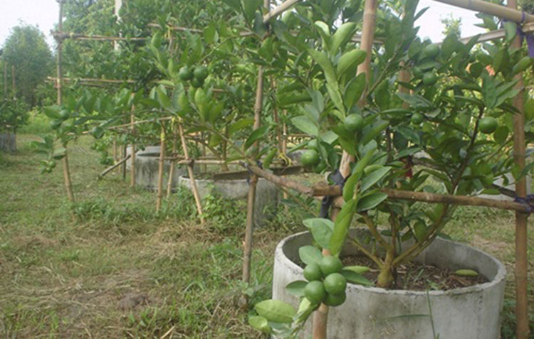 การปลูกมะนาวในวงบ่อซีเมนต์