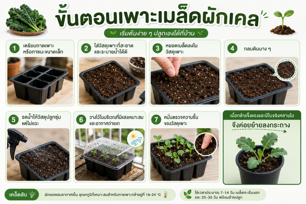 ปลูกผักเคลในกระถาง